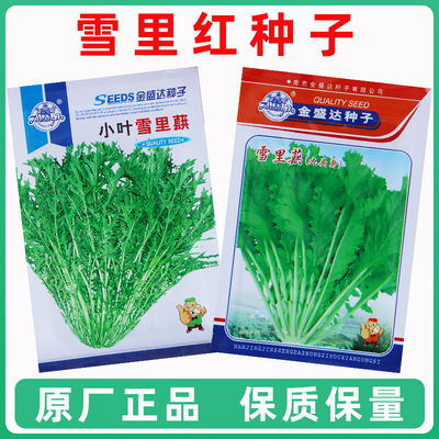 雪里红种子秋冬播种菜园腌制雪菜九头鸟大小细叶雪里蕻蔬菜种籽种