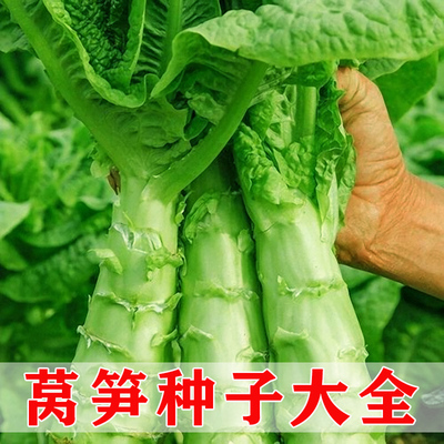 莴笋种子春秋播种耐热耐寒味清香