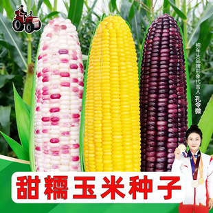甜玉米种子春夏播种好吃高产白黑彩黄粘甜香水果玉米优质蔬菜种籽