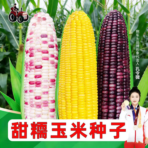 甜玉米种子春夏播种好吃高产白黑彩黄粘甜香水果玉米优质蔬菜种籽