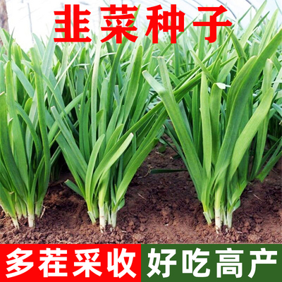 791宽叶韭菜种子紫根香韭菜籽四季播种菜园盆栽种植耐热寒蔬菜种