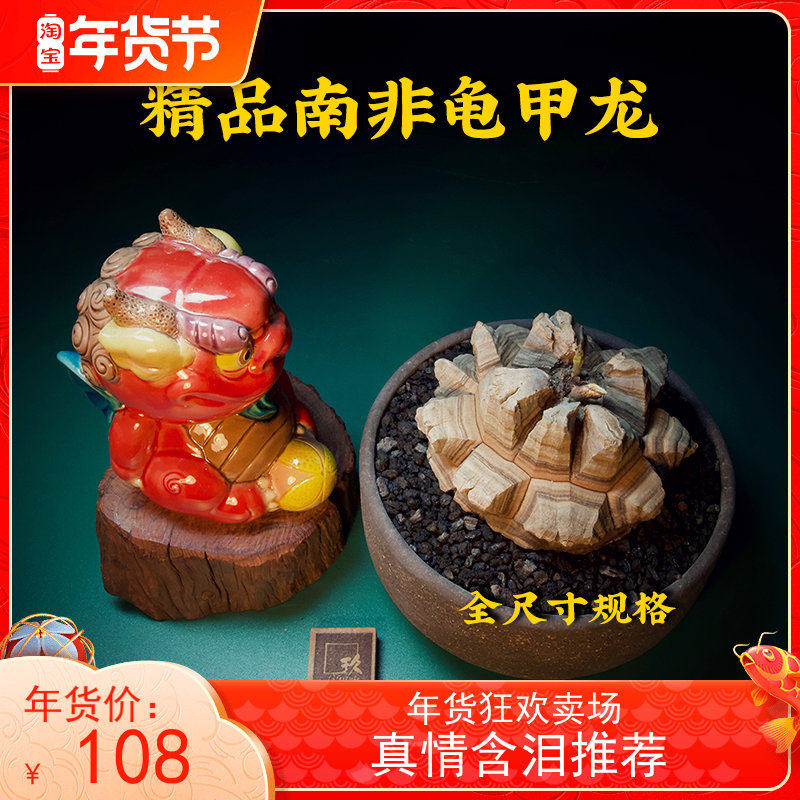 精品南非龟甲龙冬型块根多肉植物一物一拍带盆土送简易爬藤架包邮 玖生活馆 淘优券 精品南非龟甲龙冬型块根多肉植物一物一拍带盆土送简易爬藤架包邮 玖生活馆 淘优券