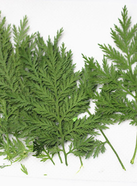 森林里的花美人 蒿草青蒿植物标本押花DIY手工相框干花叶子材料
