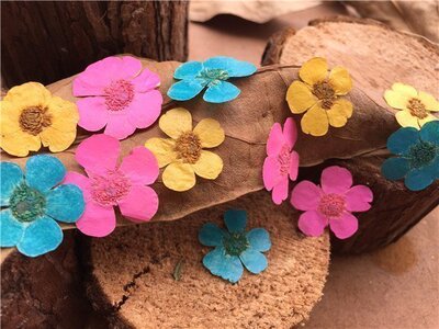 毛良 pressed flowers 干花押花DIY手工植物标本滴胶手机壳材料