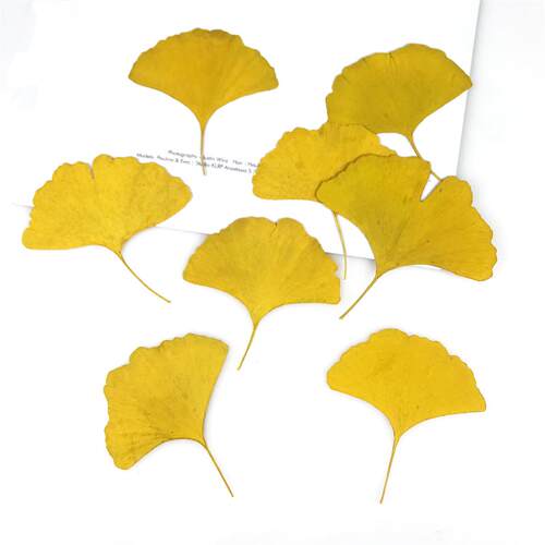 银杏叶真花植物标本教学DIY手工相框书签手机壳 押花画干花包材料