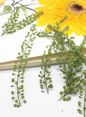 独行菜干花压花 DIY手工滴胶手机壳 香薰 押花画 相框材料小野草