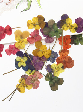 三色堇带枝干花压花diy儿童手工