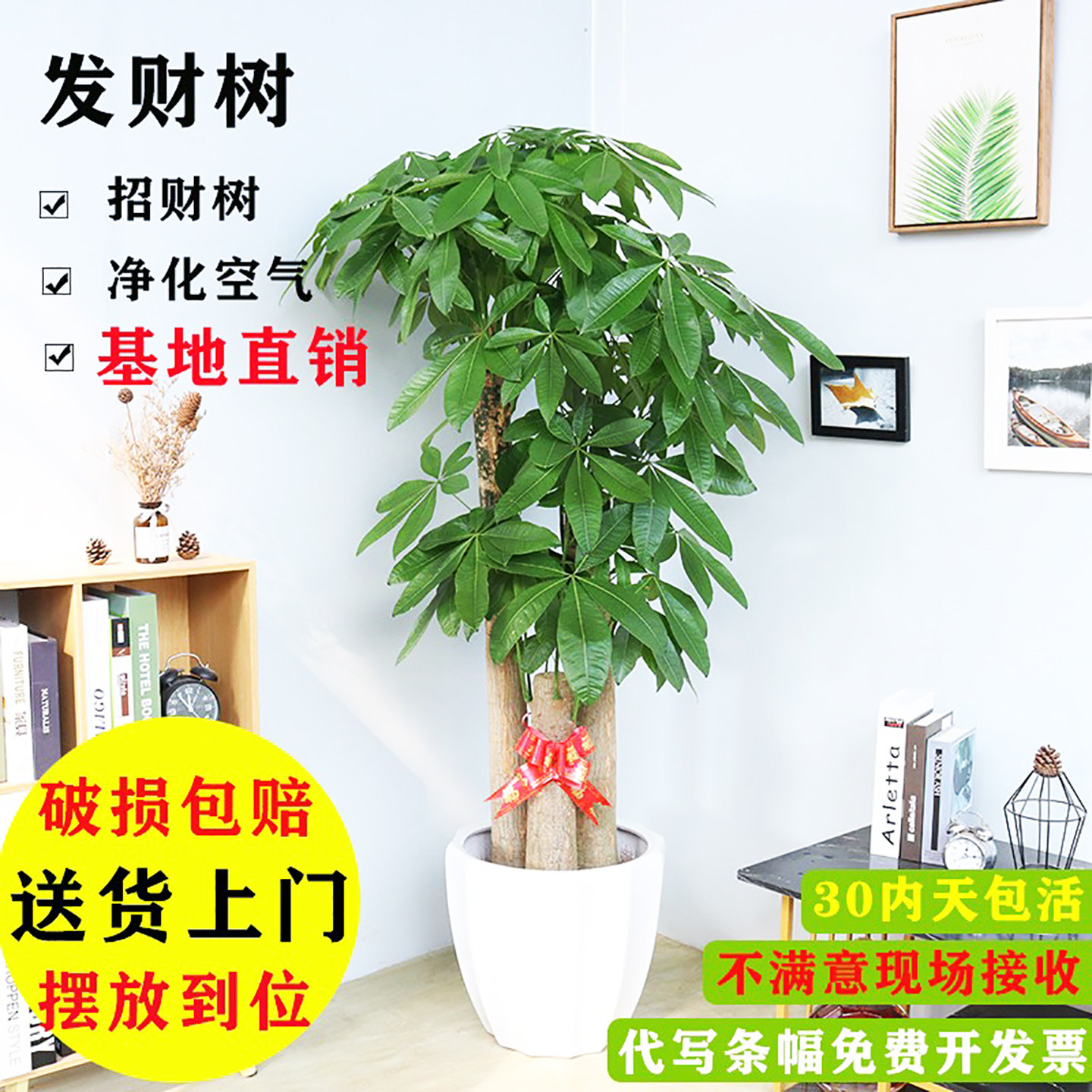 三杆发财树办公室植物室内大绿植