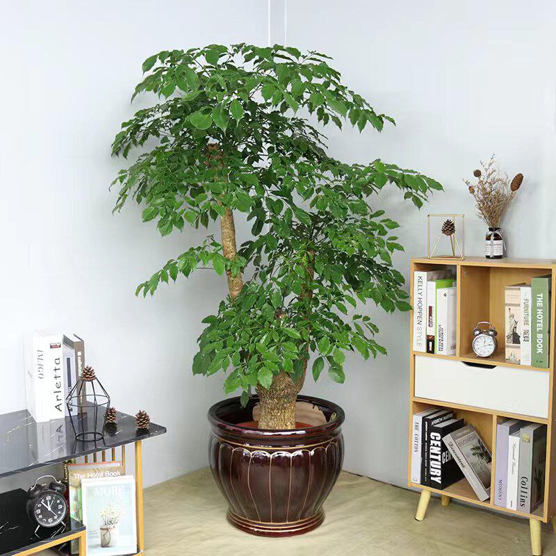 幌伞枫室内植物办公室大型老桩幸福树盆栽客厅净化空气除甲醛绿植