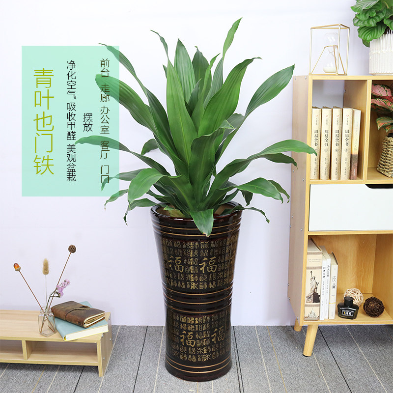 青叶也门铁盆栽客厅办公室前台绿植四季常青耐阴花卉净化空气植物