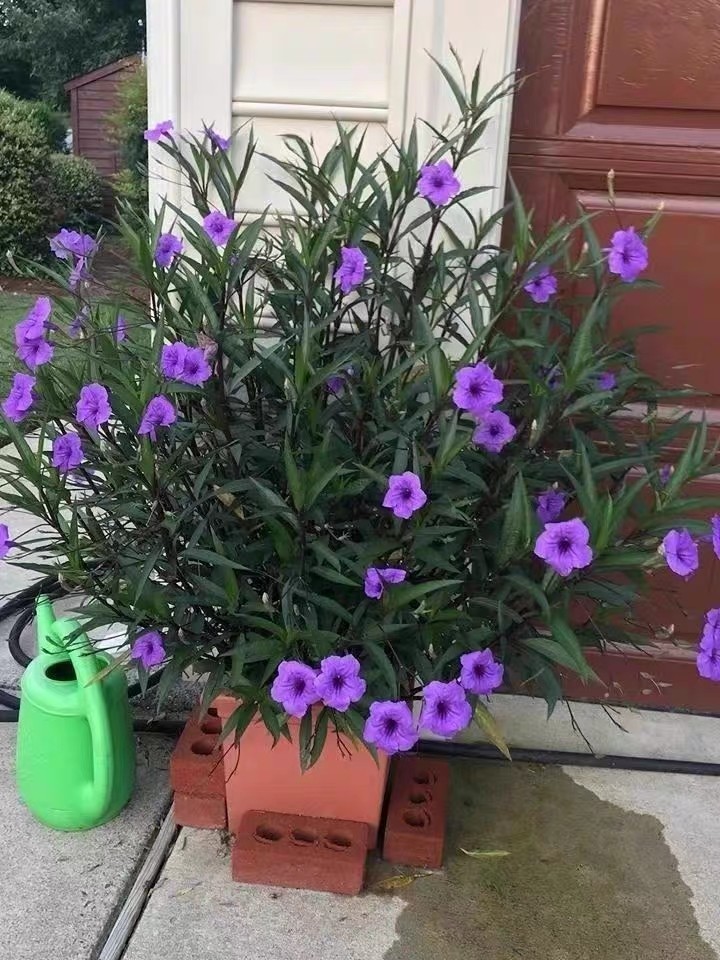 水培翠芦莉花卉盆栽兰花草种苗开花不断花季长紫花翠芦莉水生植物