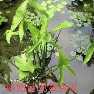 水生植物慈姑苗水养花苗茨菇种苗 庭院池塘植物带芽慈姑种球水培