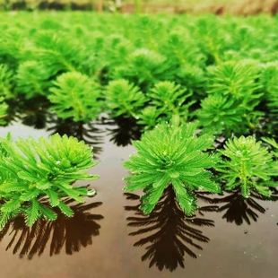 净水植物狐尾藻沼泽过滤水草大聚藻水陆缸养鱼养龟鳖淡水净化水质