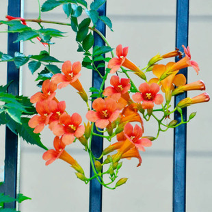 耐寒凌霄花苗爬藤植物老桩盆栽阳台庭院楼顶攀援炮仗花凌霄花树苗