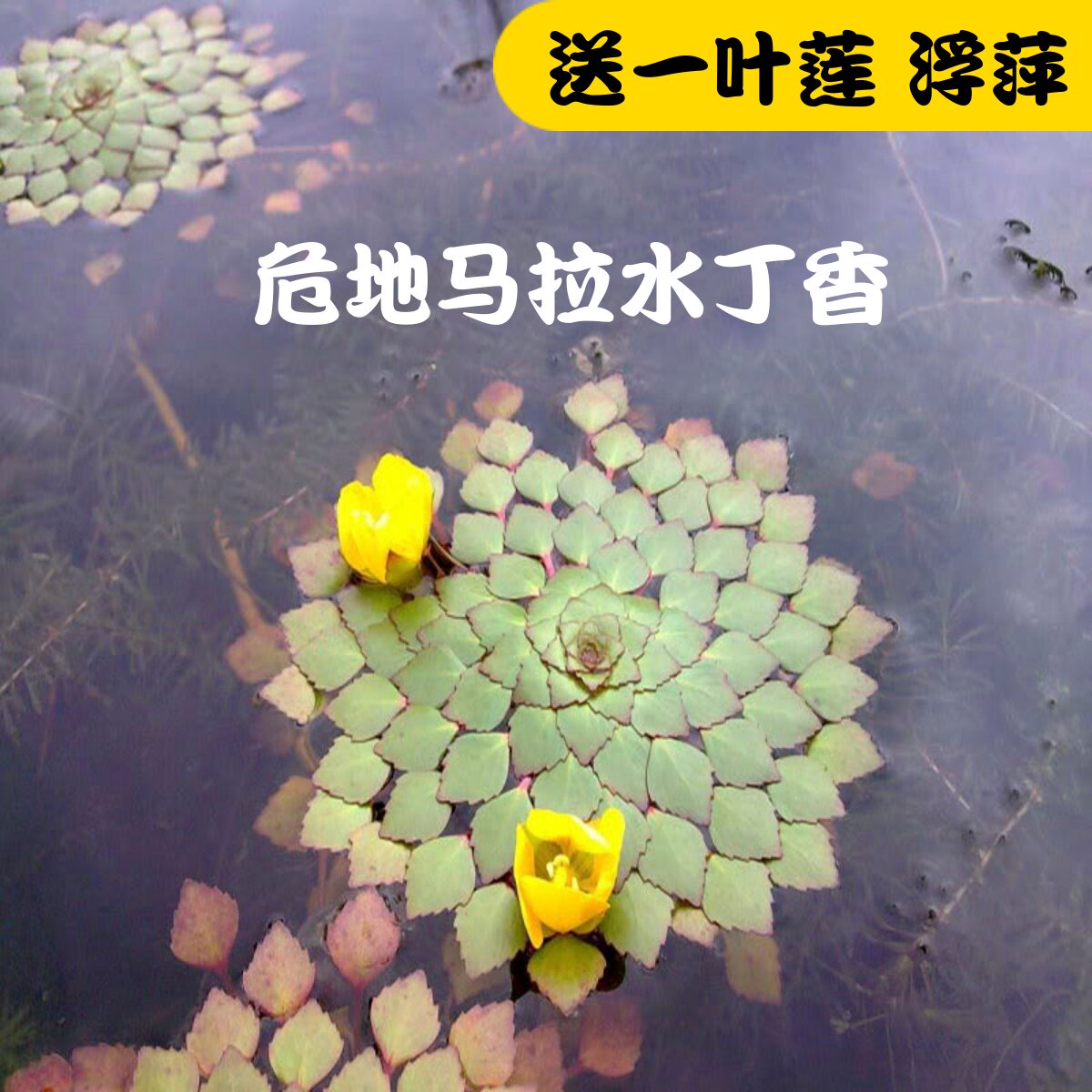 危地馬拉水丁香水生植物浮萍水上烟火黃花菱稀有品种水草微景观
