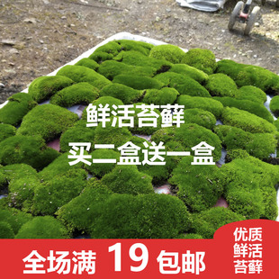 苔藓植物微景观生态瓶水陆热带雨林缸铺面吸水石假山新鲜活青苔