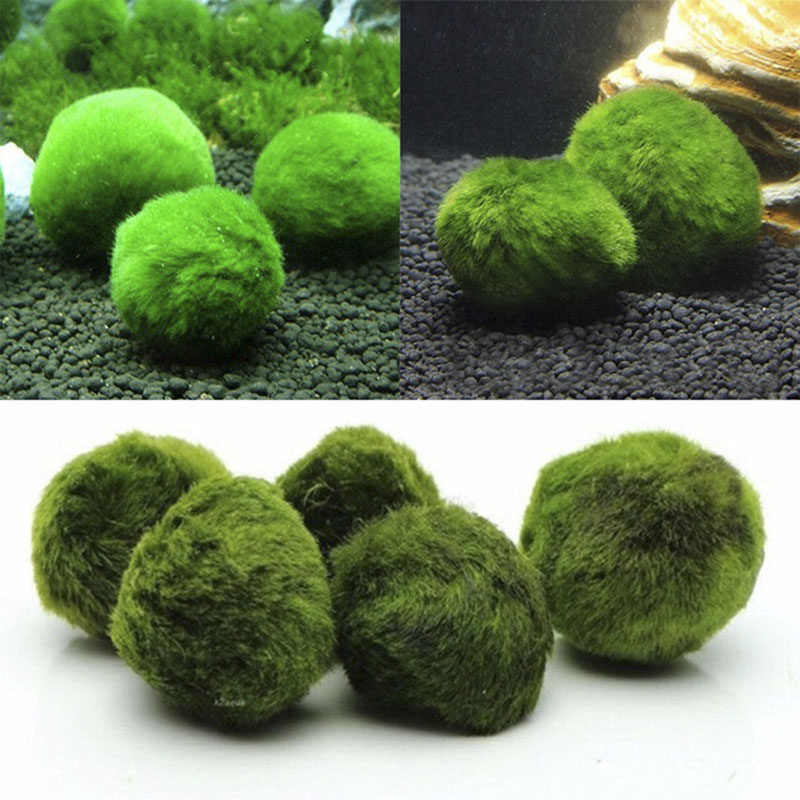 绿藻球水藻球小鱼缸水族箱造景装饰真水草水生植物活体前景草懒人,宠物/宠物食品及用品,水草,淘宝优惠券,粉丝福利购,淘宝优惠卷