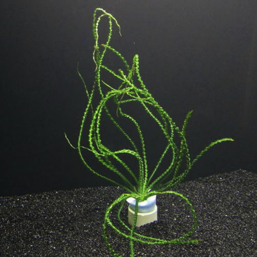 龙鞭细叶稀有水草淡水鱼缸活体造景装饰水下叶大中型草缸无需C02