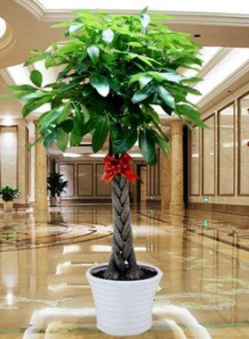 发财树大棵客厅盆栽大型绿植花卉室内步步高绿色植物盆景净化空气