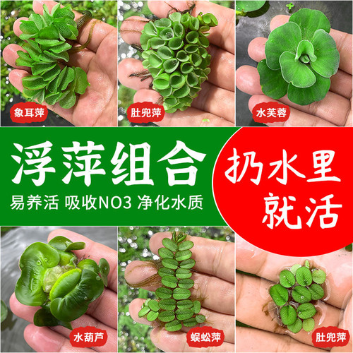 鱼缸浮萍水草活体植物净化水质