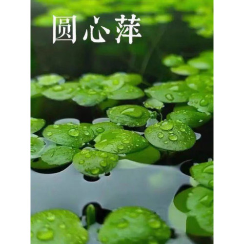 #水草浮萍圆心萍净化水质水培绿植庭院办公室鱼虾龟缸造景漂浮水