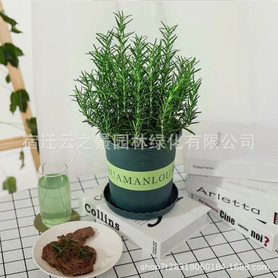 迷迭香盆栽桌面花卉香草绿植九层塔罗勒叶百里香驱蚊草薄荷迷失香