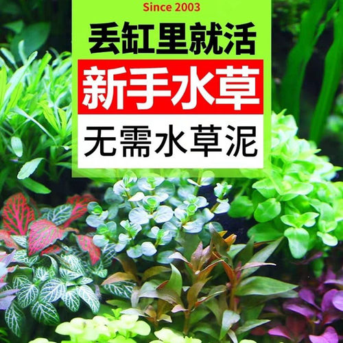 水草入门级懒人生态坨草真植物