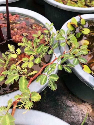 水生含羞草浮萍养鱼龟虾缸绿植
