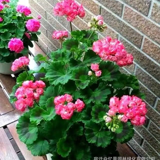 大花天竺葵花苗重瓣花卉庭院阳台四季花卉盆栽客厅好养活花卉绿植