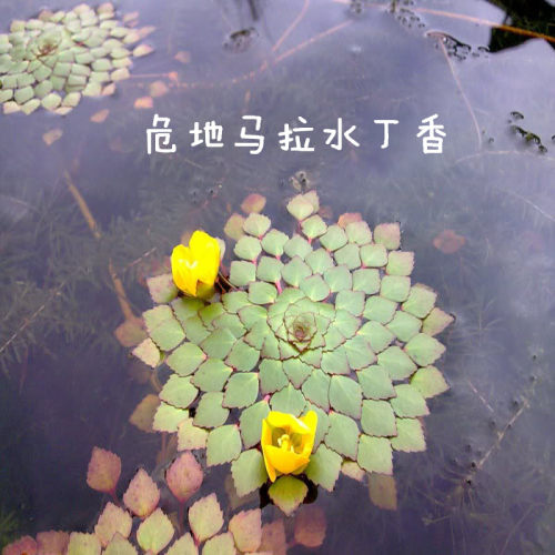 浮萍水草水丁香黄花菱水上烟火