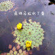 黄花菱危地马拉水丁香浮萍浮性活体水上烟花植物水草水上烟火