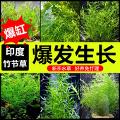水草印度小竹节草好养植物鱼缸水族箱装 饰造景绿菊蜈蚣草净水真草