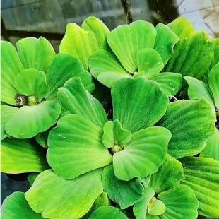 #@水芙蓉浮萍水草净化水质养龟养鱼造景庭院水池水浮莲水声植物养