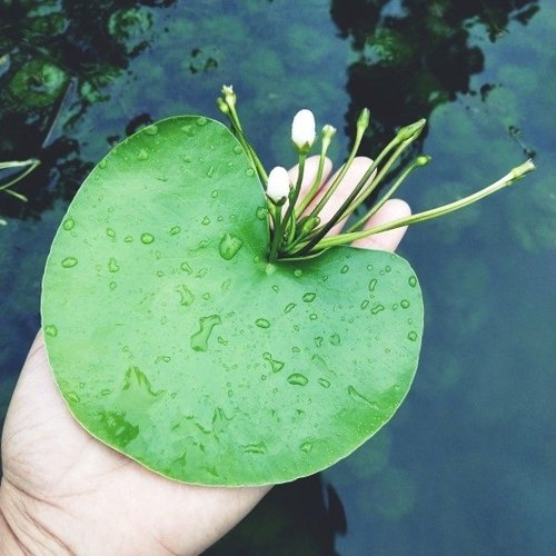 一叶莲水培植物带花苞碗莲水生睡莲金银莲荷花鱼虾缸养龟净化水质