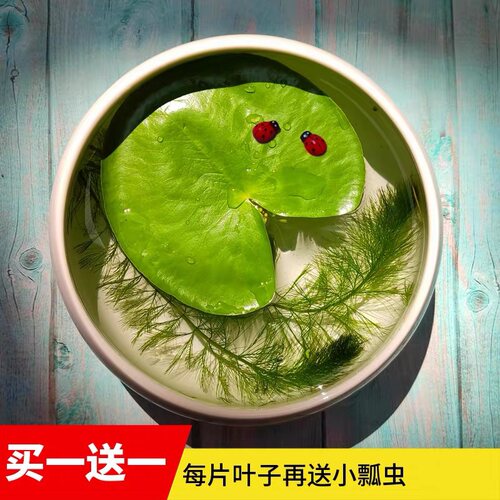 绿植一叶莲心型水培买一送一促销