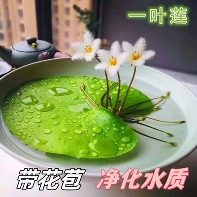 一叶莲迷你超小花卉水培植物室内阳台开花盆栽鱼缸造景莲花