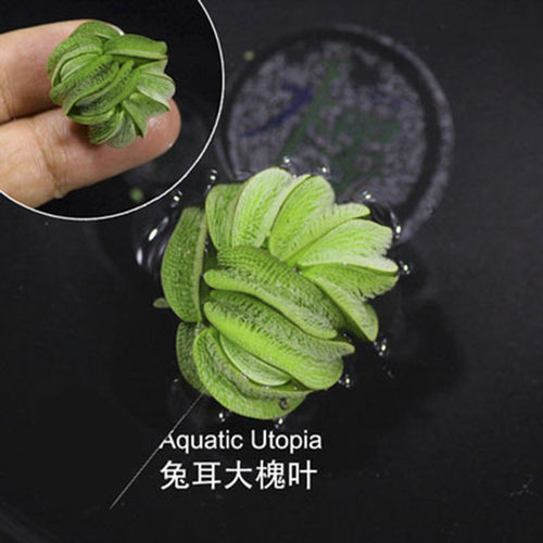 造景兔耳萍鱼缸净化水质浮萍水培