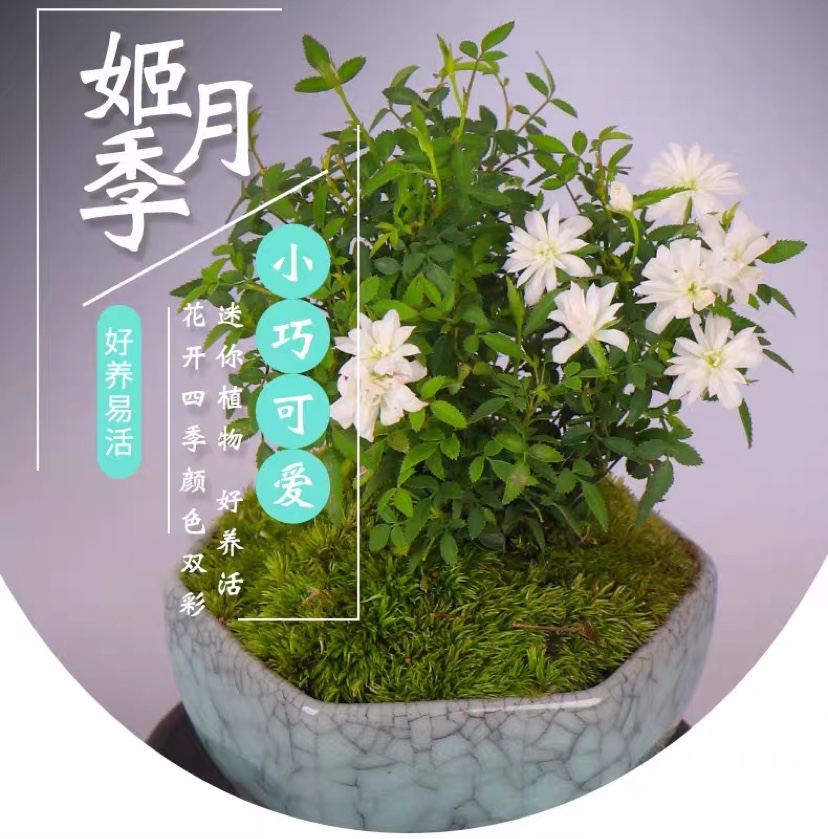 盆景蔷薇价格 盆景蔷薇图片 星期三 盆景蔷薇价格 盆景蔷薇图片 星期三