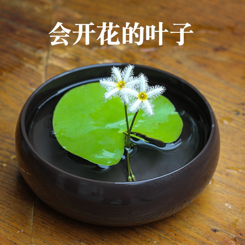 一叶莲大叶有头带根整棵整株金银莲花白花印度一整棵2-10叶