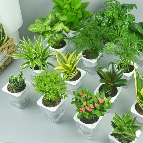吊兰文竹虎皮兰盆栽室内水培花卉