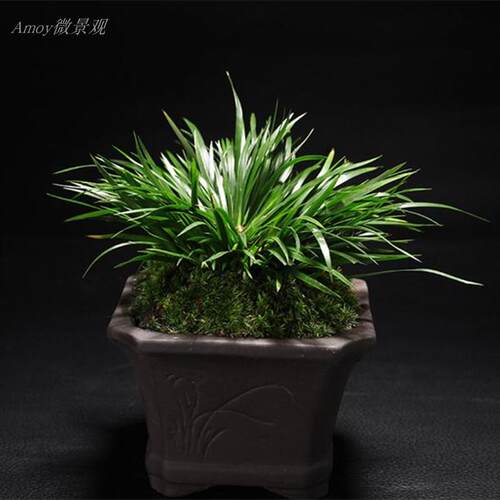 微型盆景菖蒲黄金姬虎须水培植物盆栽绿植兰花办公室吸甲醛防辐射