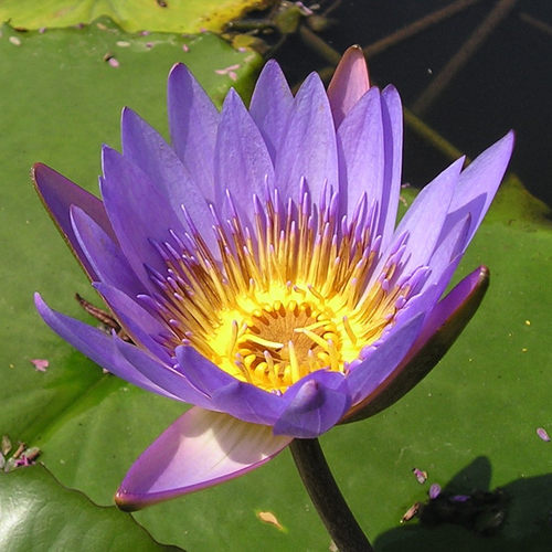 埃及紫色芳香四季种植开花蓝睡莲