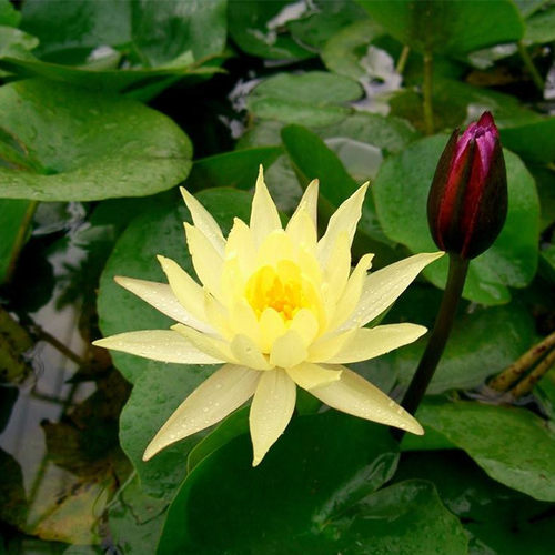 睡莲金黄色芳香四季种植开花盆栽