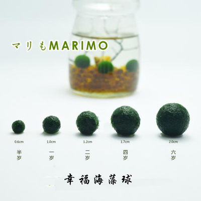 微景观室内美观造景