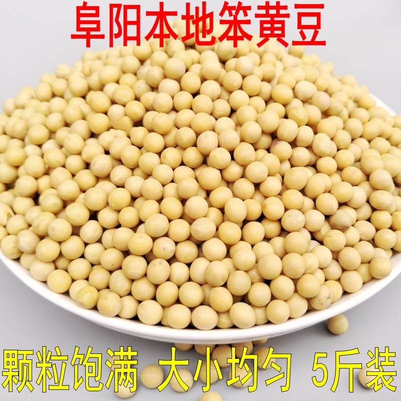 安徽黄豆生豆芽颗粒饱满干黄豆