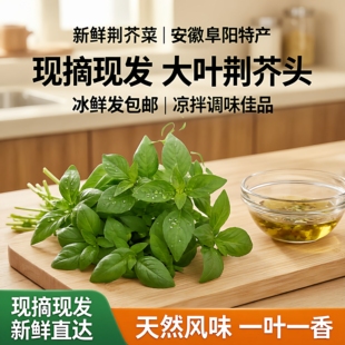 新鲜荆芥菜安徽阜阳特产现摘现发大叶荆芥头调味凉拌菜冰鲜发包邮