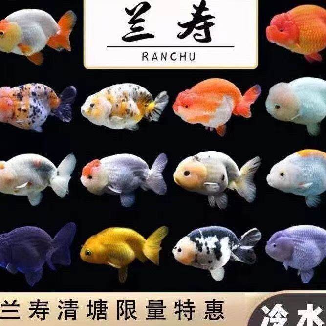 2026兰寿水花鱼苗小金鱼观赏鱼冷水鱼花包邮好养耐活徐州兰寿便宜
