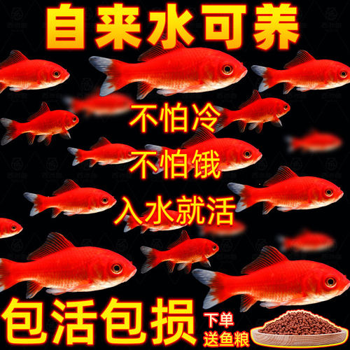 活体锦鲤金鱼苗淡水冷水耐活
