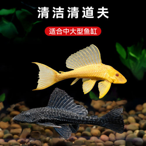 清道夫鱼缸清洁工吃屎除藻