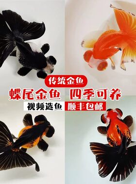 蝶尾金鱼活体观赏鱼活体宠物冷水鱼红白珍珠淡水鱼兰寿虎头 包活